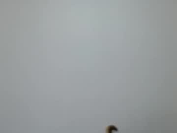 Isadoraelite16, 23 years old, GOAL: Show Free [440 tokens remaining] Welcome to my room! #new #latina #teen #bigboobs #cum, webcam photo